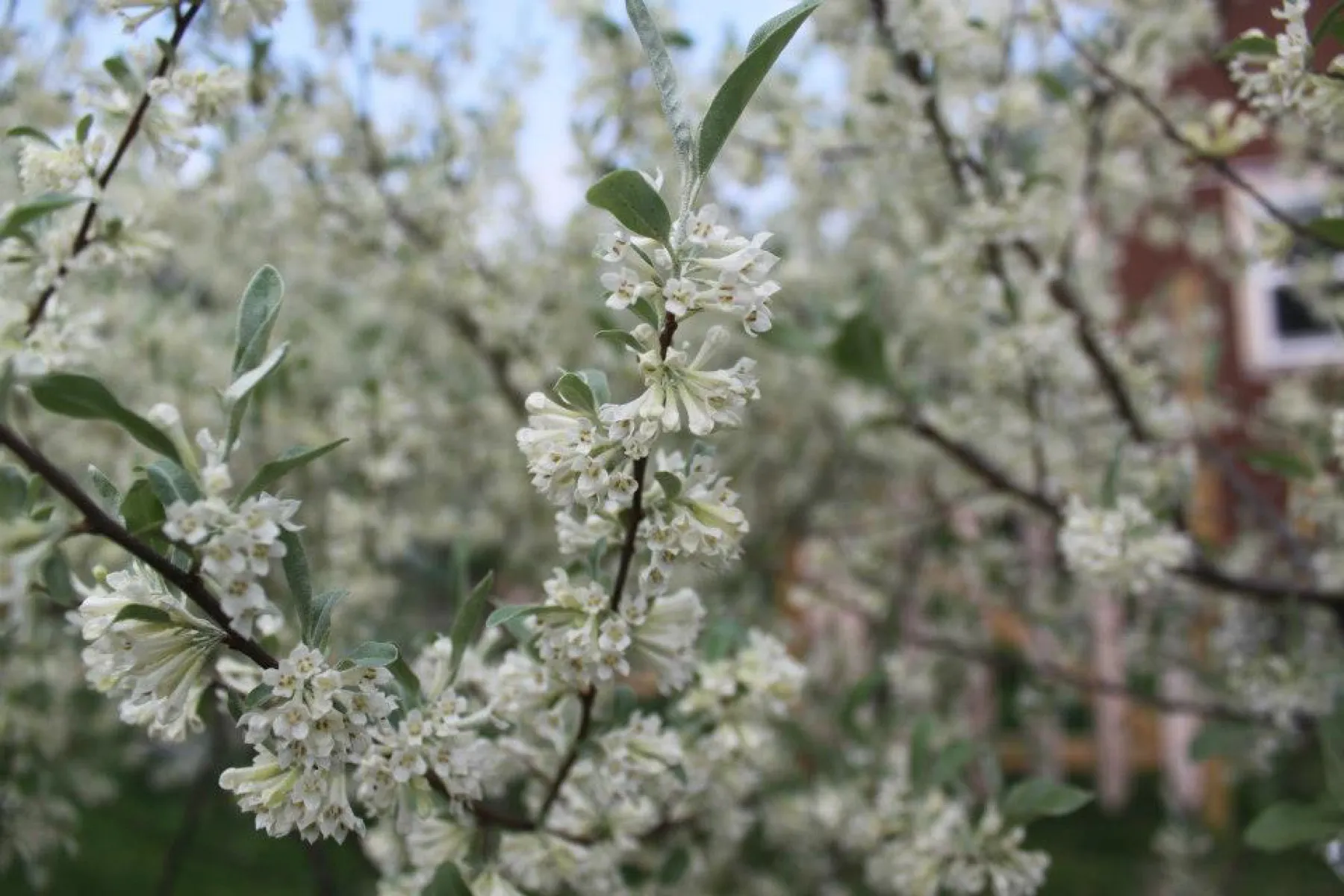 Branches of autumn olive covered in small pale flowers.