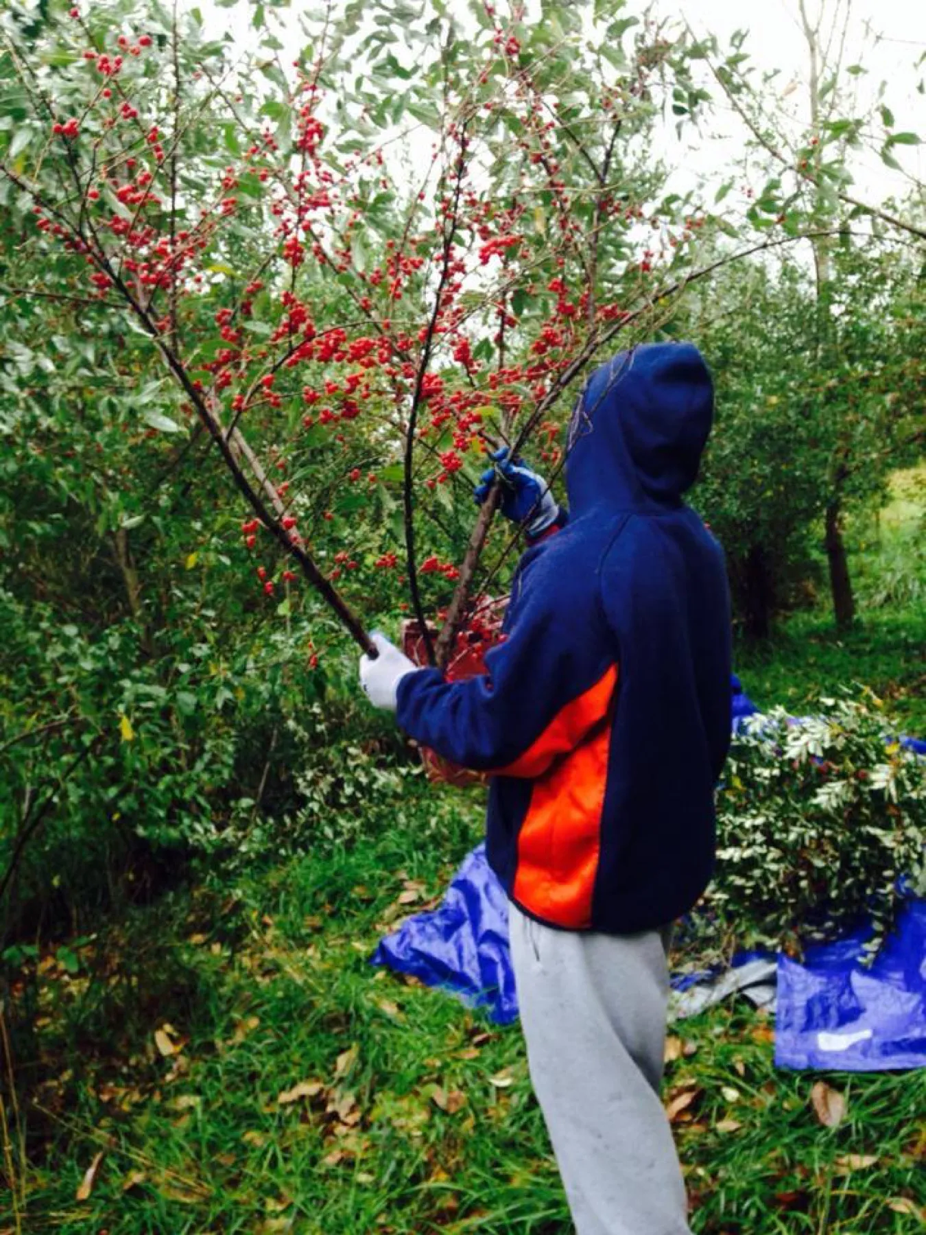 A harvester in a blue hoodie holds a cut autumn olive branch heavy with red berries over a blue tarp.