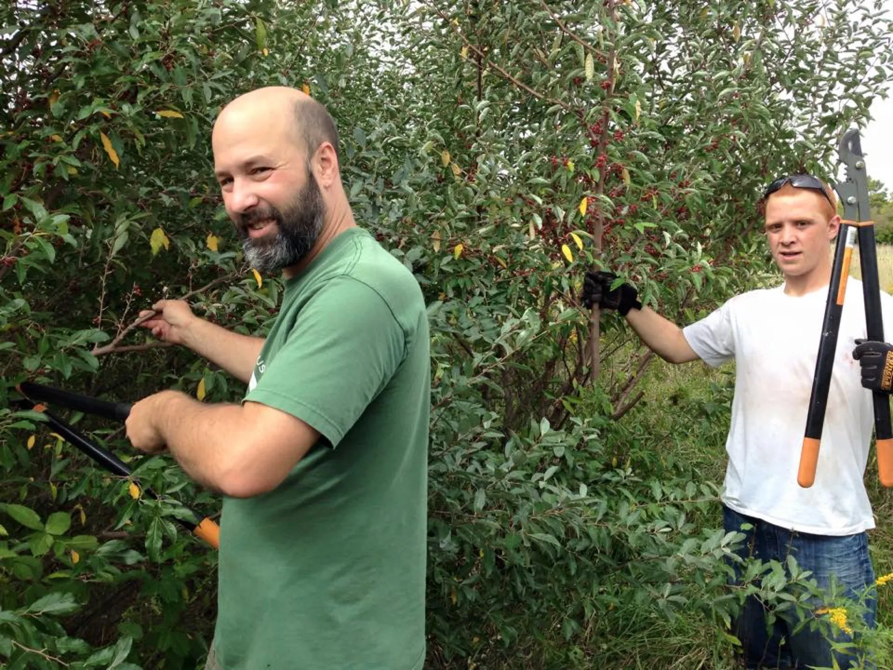 Two harvesters with loppers cutting fruit-laden autumn olive branches.