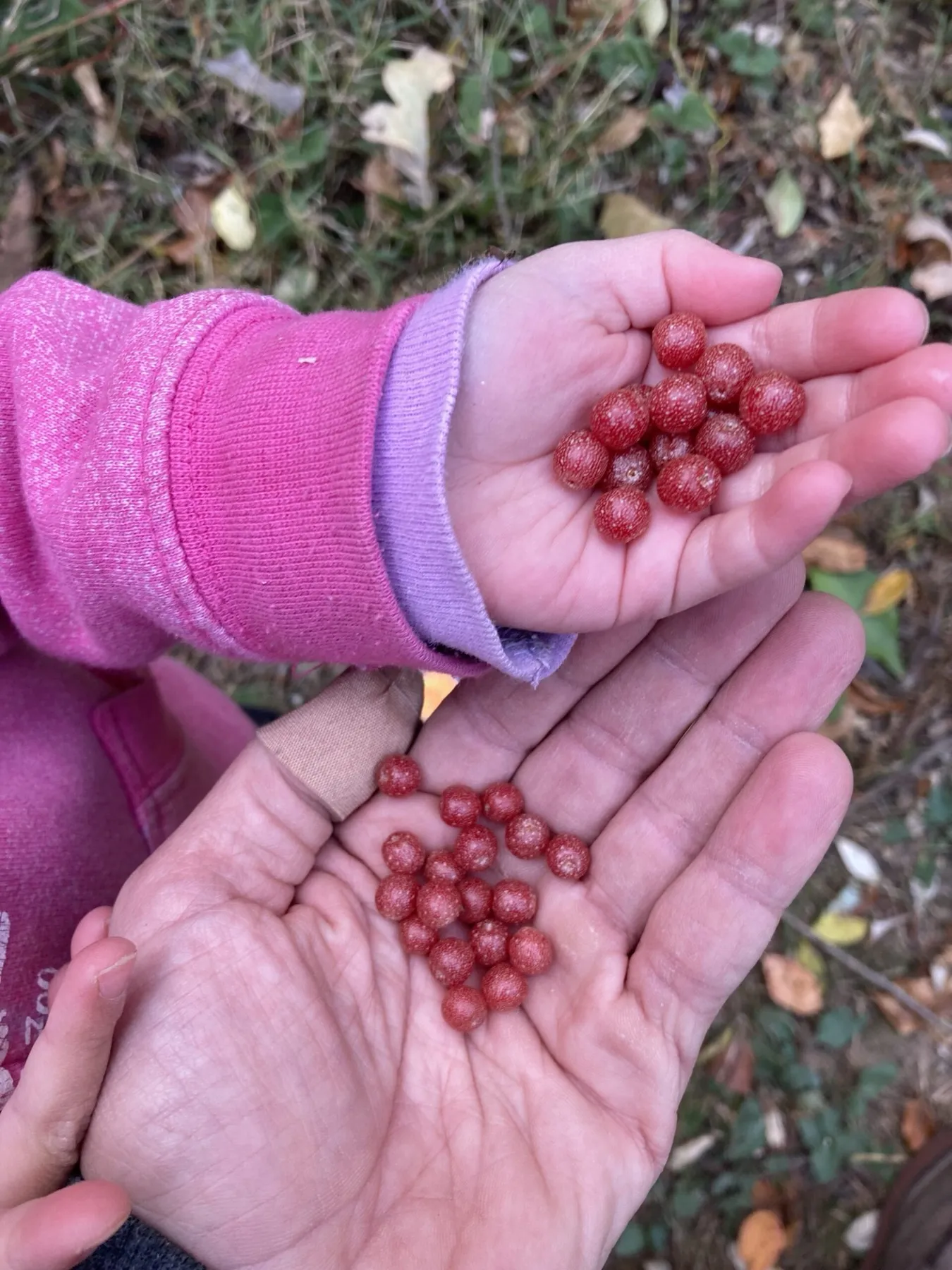About · Autumn Berry Inspired