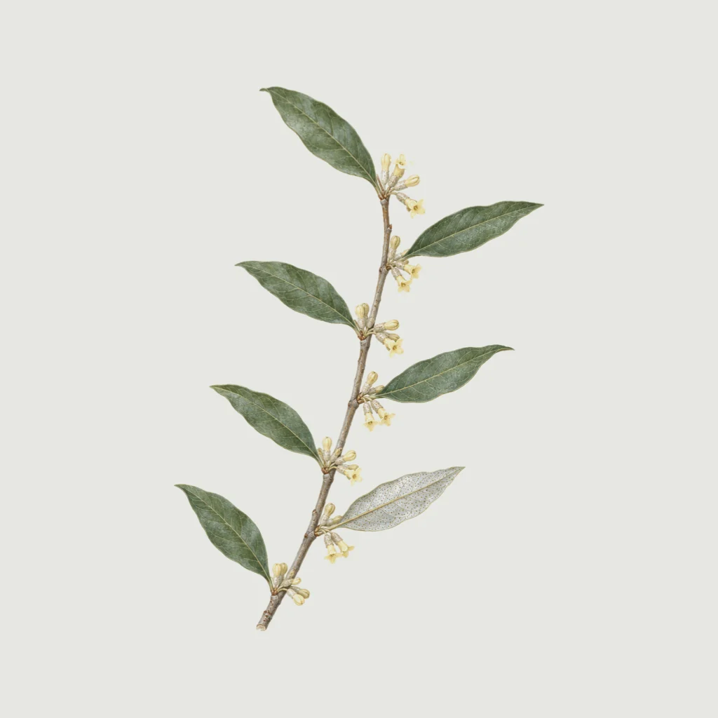 Autumn olive in flower: clusters of small creamy tubular blossoms along a silvery twig.