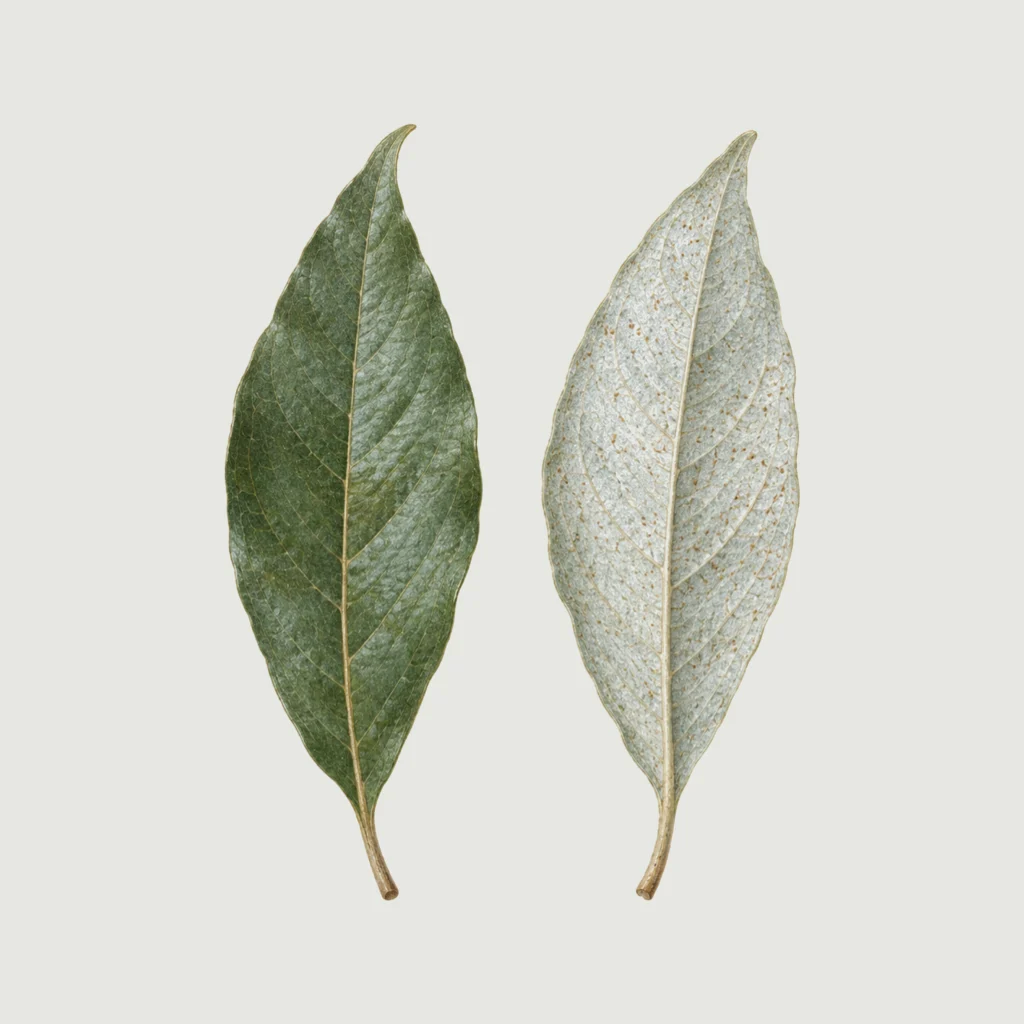 Two autumn olive leaves, one face up and silver-green, one face down and silvery white with rusty dots.